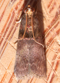 Acrobasis stigmella